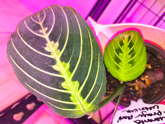 Prayer plant Lemon lime
