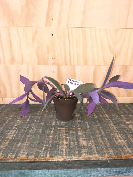 Tradescantia pallida "purple heart"