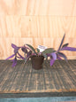 Tradescantia pallida "purple heart"