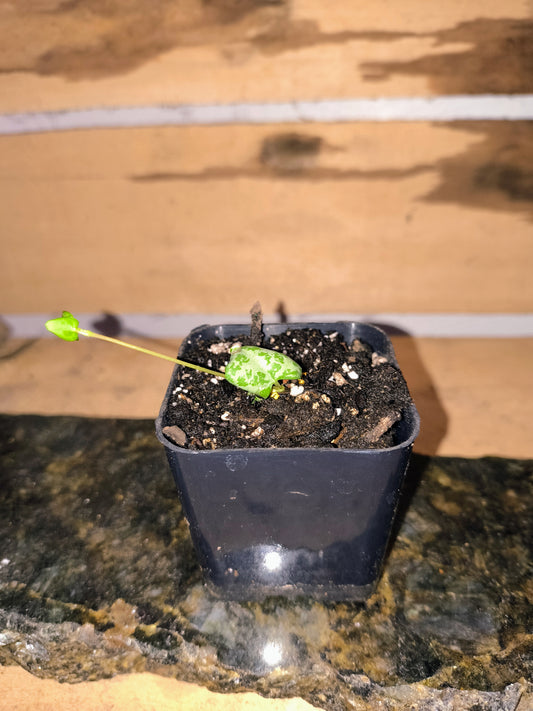 String of hearts