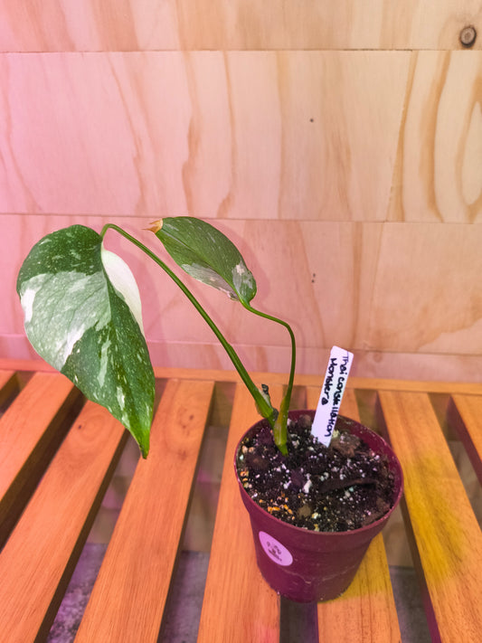Monstera Thai Constellation