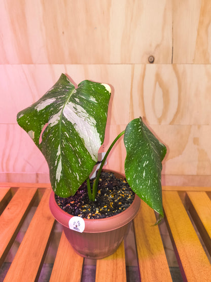 Monstera Thai Constellation
