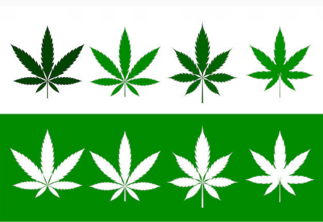 Cannabis- Multiple images, click to see more