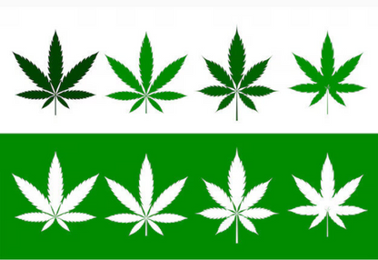 Cannabis- Multiple images, click to see more