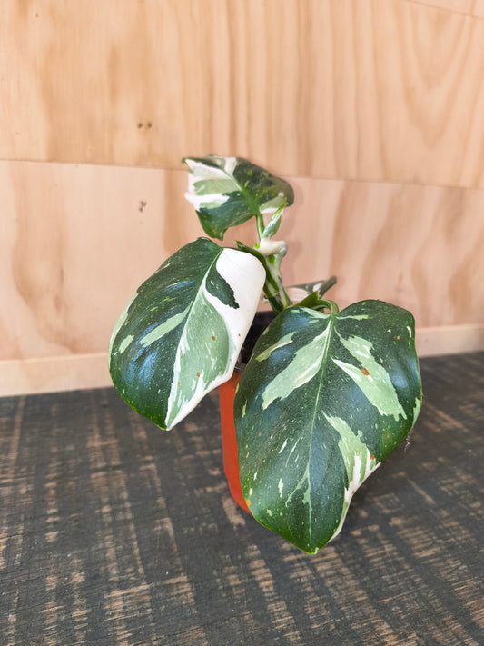 Philodendron White Wizard